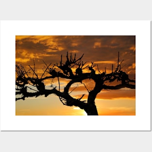 Grape Vine Silhouette Posters and Art